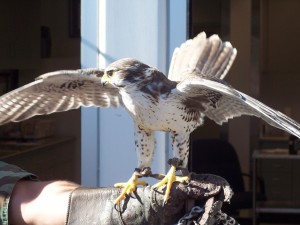 Thor Falcon Thor Falcon